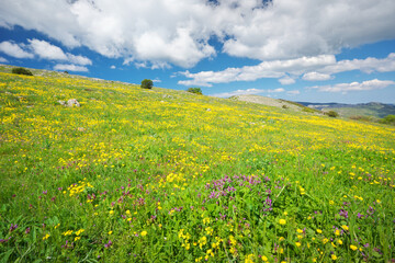 Mountain meadow and yellow flower at day.