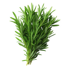Fototapeta premium Vibrant culinary herb rosemary, showcasing delicate leaves against a contrasting backdrop