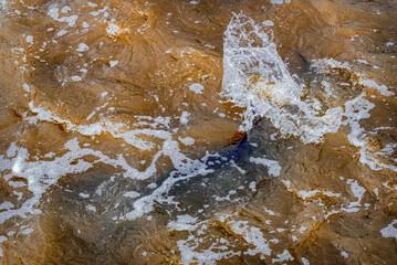 Lake Sturgeon spawning at the Fox River Dam and rapids at De Pere, Wisconsin, in spring.
