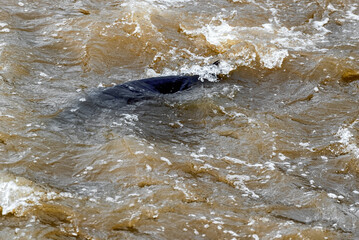 Lake Sturgeon spawning at the Fox River Dam and rapids at De Pere, Wisconsin, in spring.