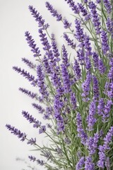 Naklejka premium A profusion of fragrant lavender blossoms isolated on white , background, essential oil