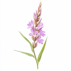 Naklejka premium agrostemma githago corn cockle plant purple flowers and slender leaves isolated on white transparent background