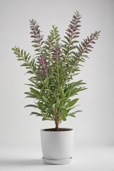 A vibrant potted sage plant against a pure white backdrop , greenery, agriculture, leaves
