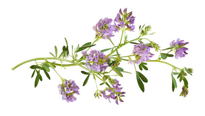 Beautiful twig of purple flowers and green leaves of lucerne (Medicago) isolated on white or transparent background