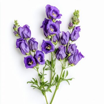 aconitum napellus monkshood wolfsbane plant purple hooded flowers isolated on white transparent background