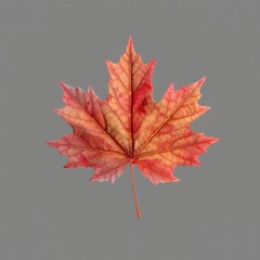 Fototapeta premium Autumn maple leaf isolated transparency