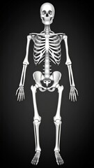 Human skeleton over black background, bones X-ray