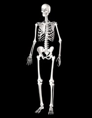 Human skeleton over black background, bones X-ray