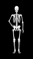 Human skeleton over black background, bones X-ray