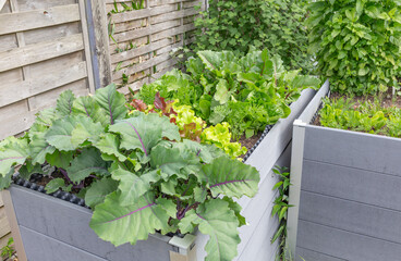 Kräuter, Salate und Gemüse im Hochbeet
