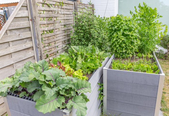 Kräuter, Salate und Gemüse im Hochbeet