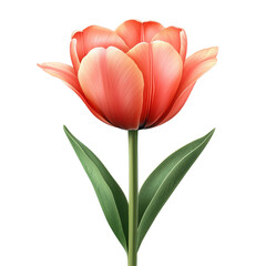 Elegant tulip blossom with intricate detail and graceful form for floral designs