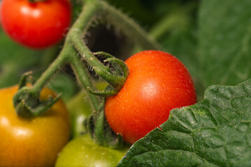 Fresh, Ripe Tomatoes Growing on a Healthy Vine A Gardening and Culinary Delight to Enjoy