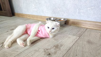  A cat portrait in special suit bandage recovering after spaying Post-operative Care. Pet sterilization concept. The cat is at home after the operation
