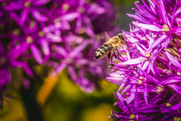 A honeybee diligently pollinating a vibrant cluster of purple flowers found in natures beauty