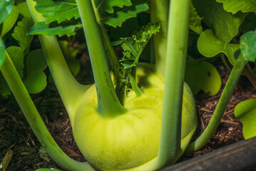 Fresh and Healthy Kohlrabi Growing in an Organic Garden Full of Diversity and Nutrition