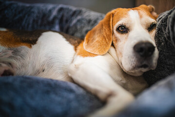 A Relaxing Beagle lying comfortably on a Cozy Bed, radiating warmth and tranquility