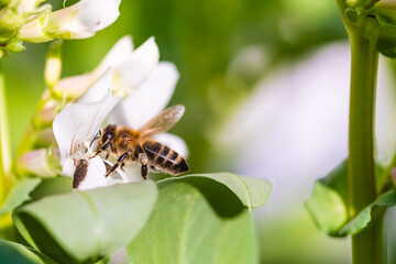 A Busy Bee is Actively Pollinating a Beautiful White Flower in a Lush Green Environment