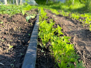Drip irrigation system watering growing carrots in garden bed