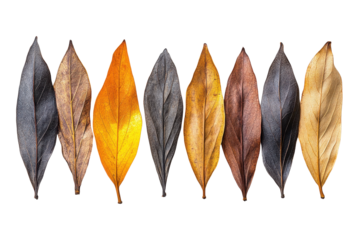 Colorful arrangement of dried leaves on transparent background showcasing various hues and textures