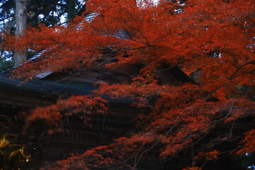 世界遺産　岩手県平泉町　紅葉の中尊寺