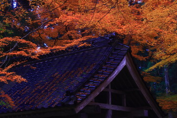 世界遺産　岩手県平泉町　紅葉の中尊寺