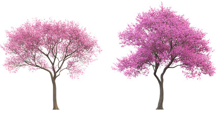 Obraz premium Two graceful cherry blossom trees a symbol of spring s fleeting beauty renewal against a on transparent background