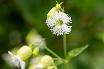 Close up of a fringed flowered campion (silene fimbriata) in bloom