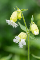 Fringed flowered campions (silene fimbriata) in bloom