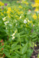 Fringed flowered campions (silene fimbriata) in bloom