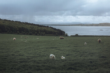 Scotland's nature in summer. Sheep grazing on the meadows
