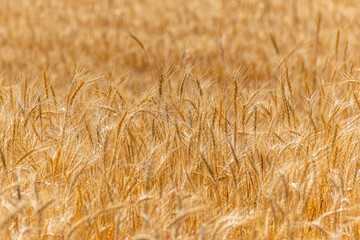 ripe wheat ears shining in warm evening sunlight, agricultural concept background