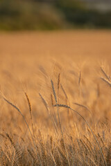 sunlit wheat stalks in a serene rural landscape, agricultural concept background