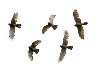 飛翔するサシバ切り抜き画像