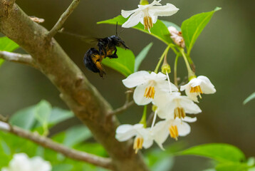 ウツギの花とクマバチ