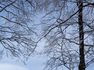 凍った枝　樹氷の木　長野県白馬村