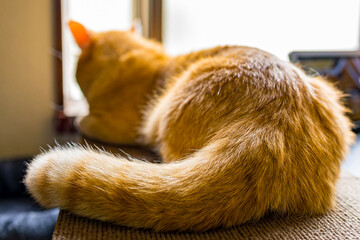  茶トラのマンチカンが窓際でまったり　日差しを浴びてくつろぐ猫