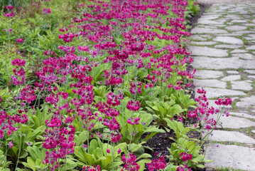Mealy Primroses Along a stone path (Primula pulverulenta)