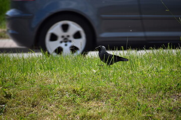black crow on the grass