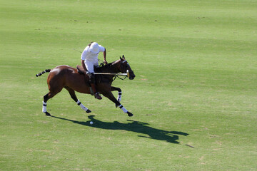 Polo Game