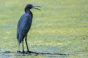 Little blue heron perched on a branch in a pond covered in pollen.