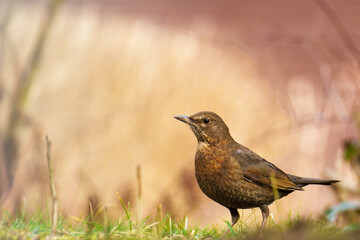 Weibliche Amsel im Morgenrot