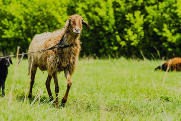 A sheep is grazing on fresh grass in a vibrant green meadow Surrounding trees add to the tranquil...