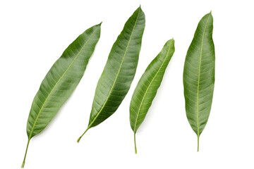 Mango leaves on white background.