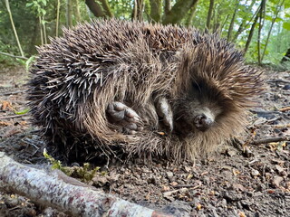 A hedgehog curled in a ball with face visible