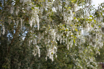 Cottonwood tree macro shot with seed fibers and green foliage, illustrating allergy symptoms and seasonal pollen spread, useful for pharmaceutical, botanical, educational design,