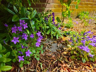 Beautiful purple flowers of vinca on background of green leaves. Aubrieta Blaumeise (commonly known as Aubretia) is a genus. 
