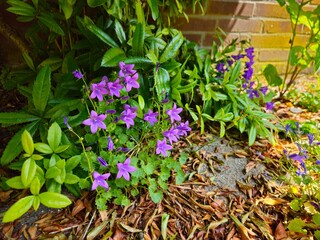 Beautiful purple flowers of vinca on background of green leaves. Aubrieta Blaumeise (commonly known as Aubretia) is a genus. 