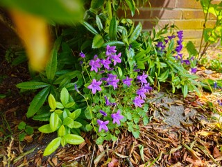 Beautiful purple flowers of vinca on background of green leaves. Aubrieta Blaumeise (commonly known as Aubretia) is a genus. 