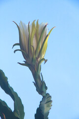 The leaf and flower of the pitahaya are used in infusions to improve insomnia
